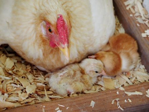 chicks chickens farm
