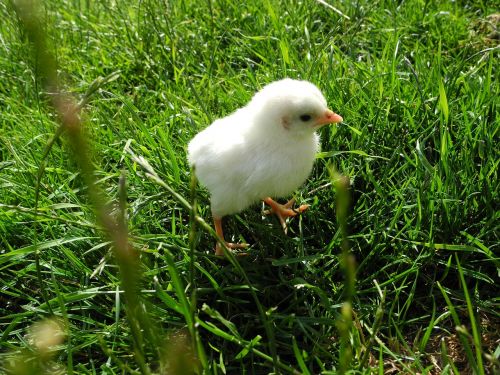 chicks pinnate poultry