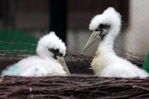 chicks heron birds
