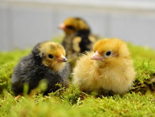 chicks hatched young animal