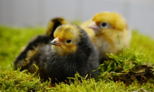 chicks hatched young animal