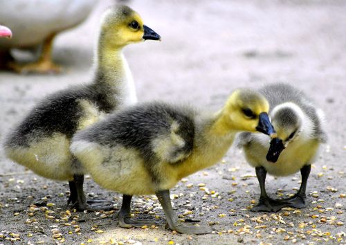 chicks fluffy yellow