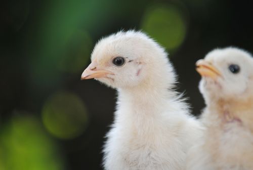 chicks chick egg