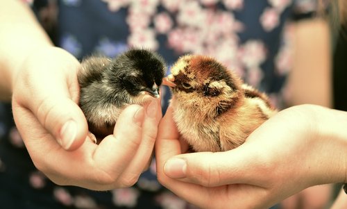 chicks  hatched  chickens