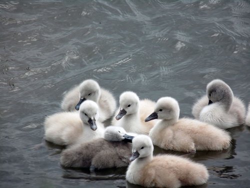 chicks  swan  swans