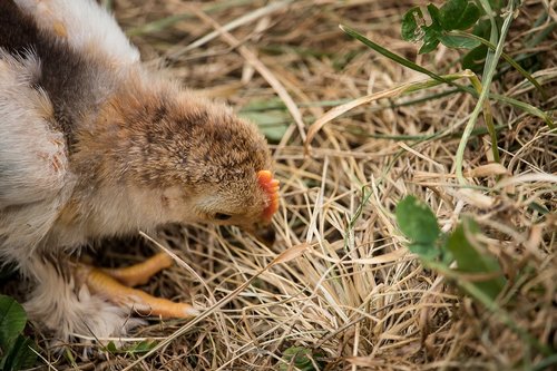 chicks  chicken  bird