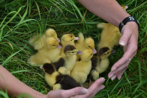 chicks  fluffy  cute