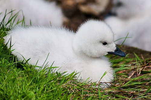 chicks  nature  animal child