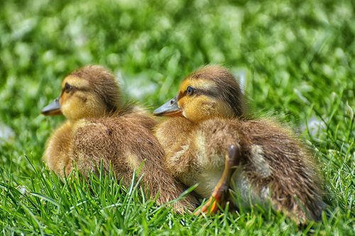 chicks  ducklings  mallard