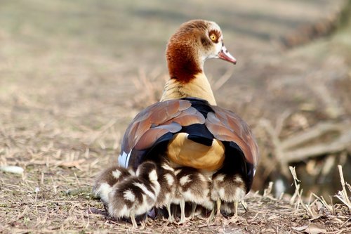 chicks  goslings  young