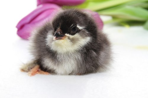 chicks  spring  easter