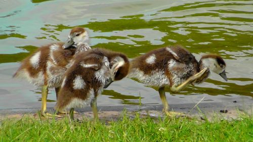 chicks egyptian goose chick sweet