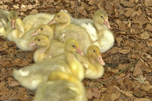 chicks  goslings  geese