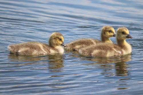 chicks  boy  young birds