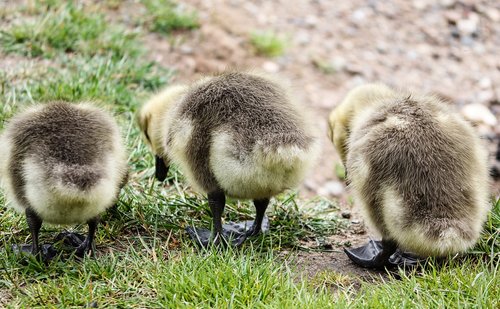 chicks  boy  young birds