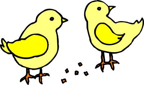 chicks baby yellow