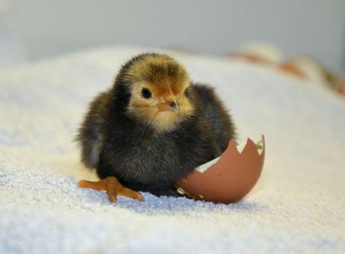 chicks hatch eggshell