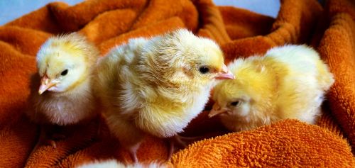 chicks animal fluffy