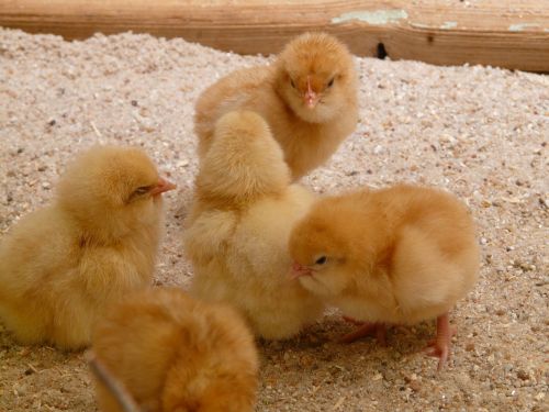 chicks chickens hatched