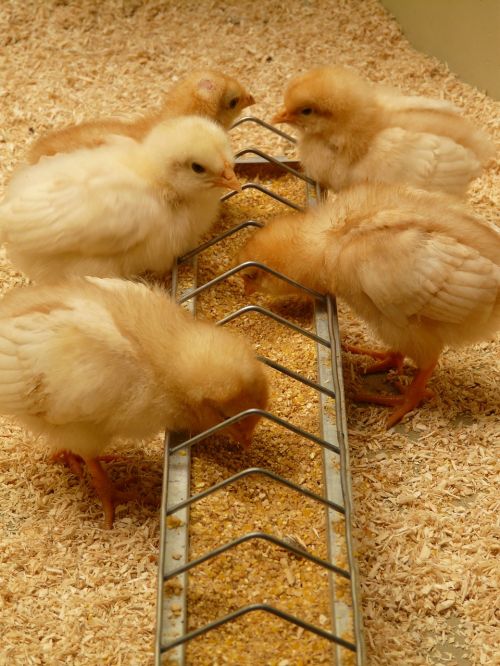 chicks chickens hatched