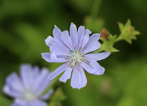 chicory blue flower