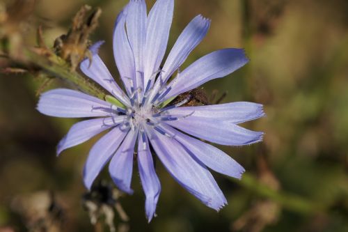 chicory blue blossom