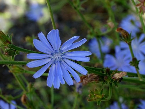 chicory flower blossom