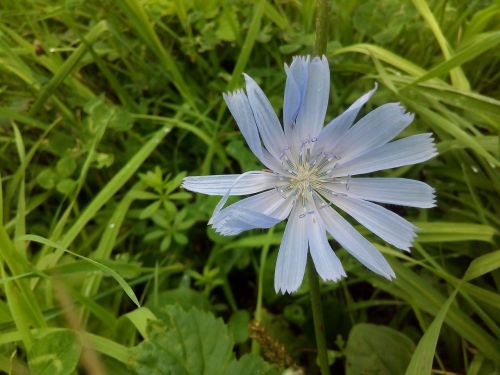 chicory meadow grass flower