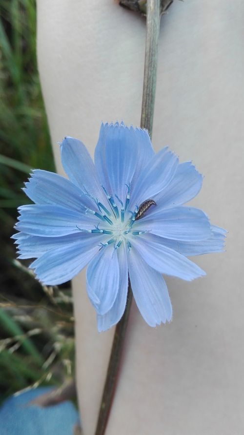 chicory plants flowers