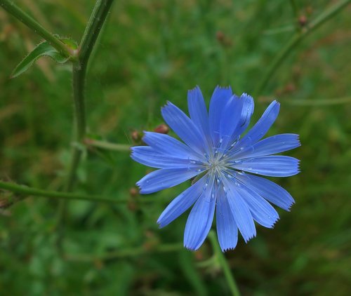 chicory  nature  flower
