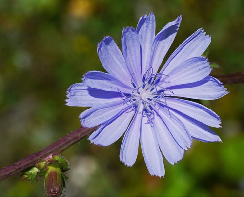 chicory  blossom  bloom