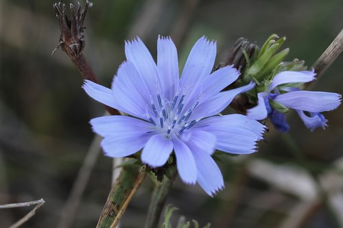 chicory  bach flowers  nature