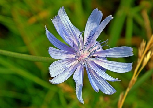 chicory  flower  blue