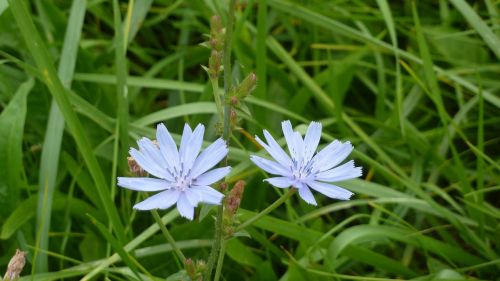 chicory flowers blue