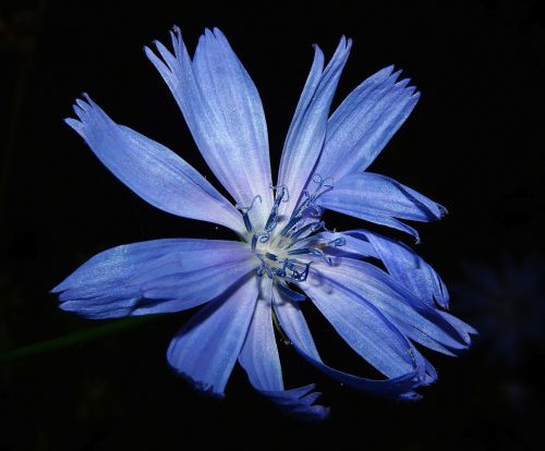 chicory flower blossom