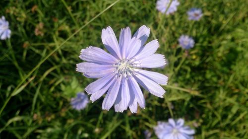 chicory purple flower along dike