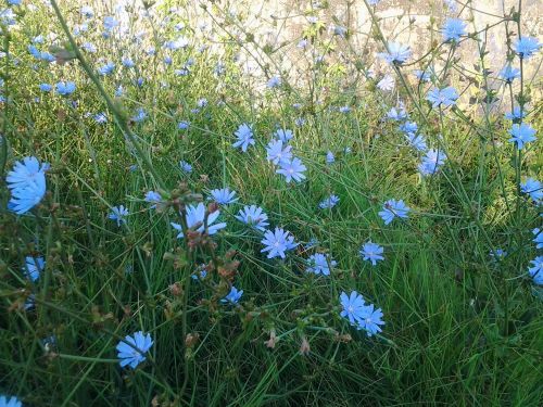 Chicory Flower