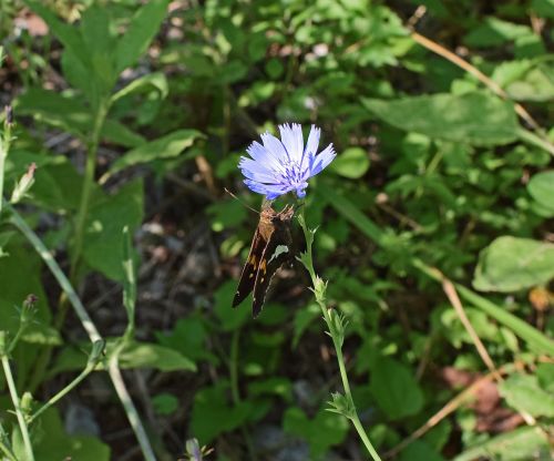 chicory with silver-spotted skipper butterfly skipper