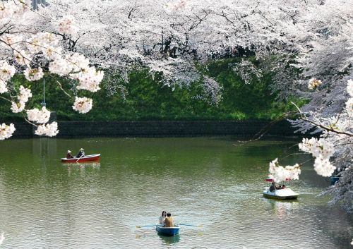 chidori is the cherry blossoms imperial shores spring in japan