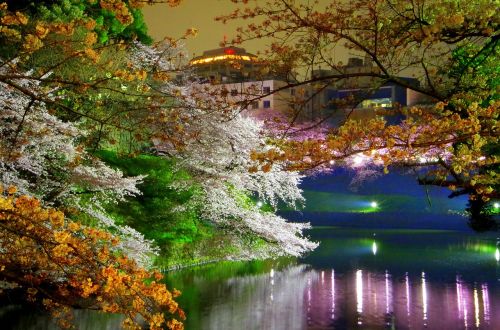 chidorigafuchi cherry blossoms spring