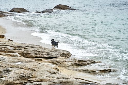 Dog By The Sea