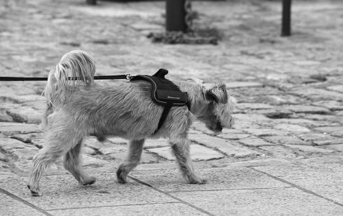 Dog On Leash