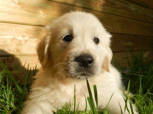 Dog Golden Retriever