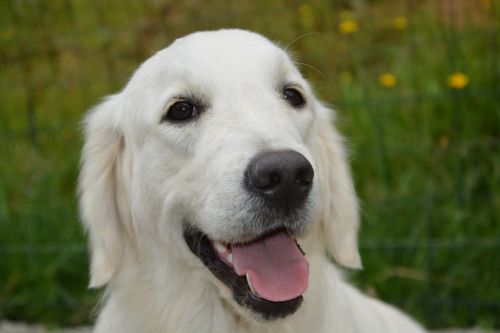 Dog Golden Retriever