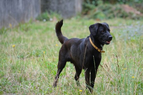 Dog Retriever