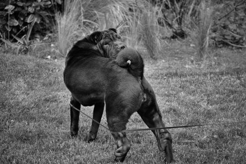 Shar Pei Dog