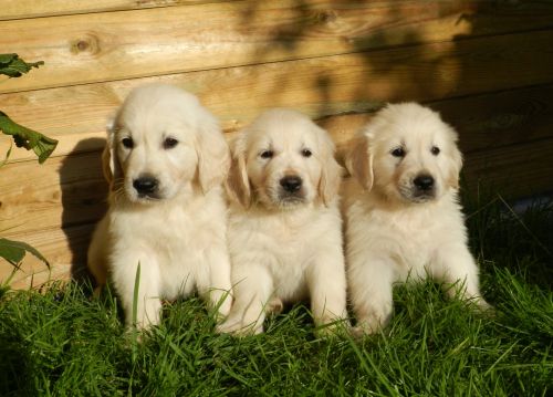 Dogs Puppies Golden Retriever