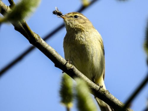 chiffchaff bird songbird