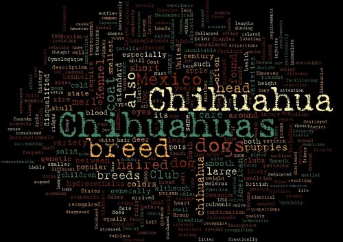 chihuahuas pet word cloud
