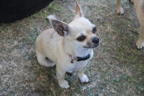 chihuahua dog cute